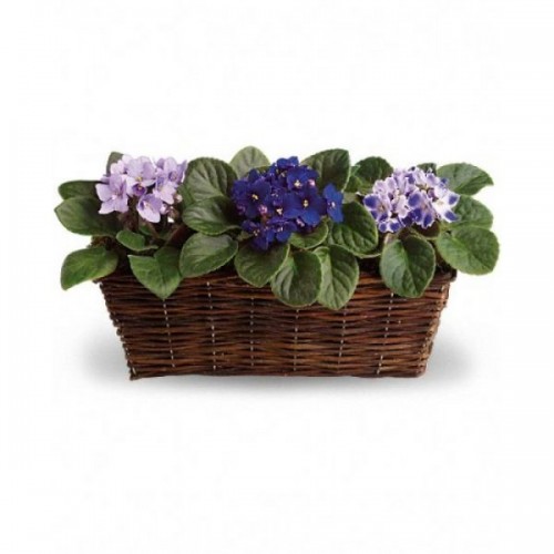 African Violet Flower Arrangements