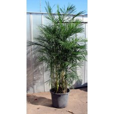 Bamboo Palm - Reed Palm