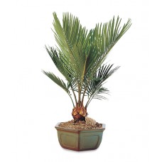 Sago Palm - Bonsai Tree 