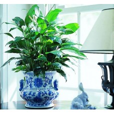 Peace Lily in Vase