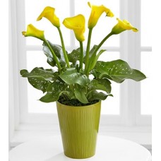 Calla Lily by Flower Shop