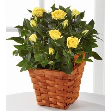 Yellowish Mini Roses by Local Florist