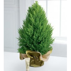 Cypress Evergreen