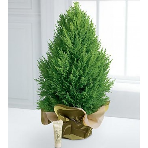 Cypress Evergreen