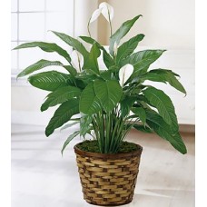 Classic Peace Lily Spathiphyllum 