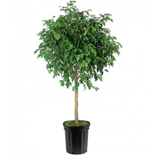 Ficus Tree Office Plant