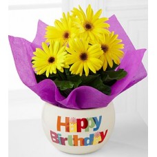 Happy Birthday Gerbera daisy