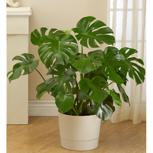 Philodendron Monstera 
