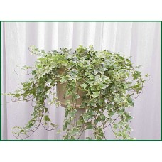 Ivy Variegated Plant