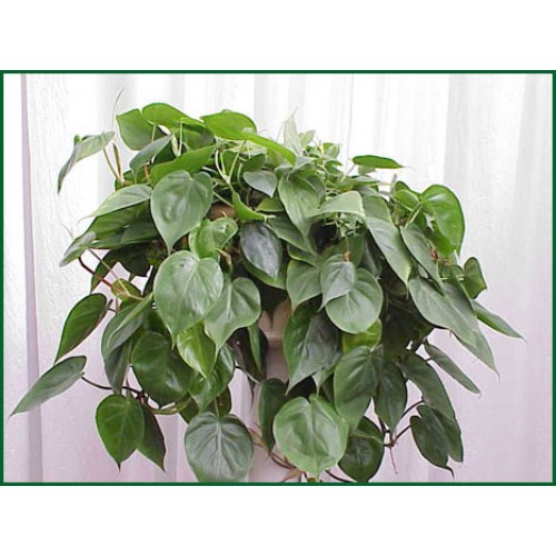 Philodendron Hanging