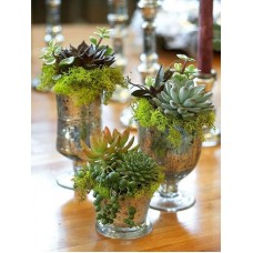 Package of Succulent - Gift Ideas