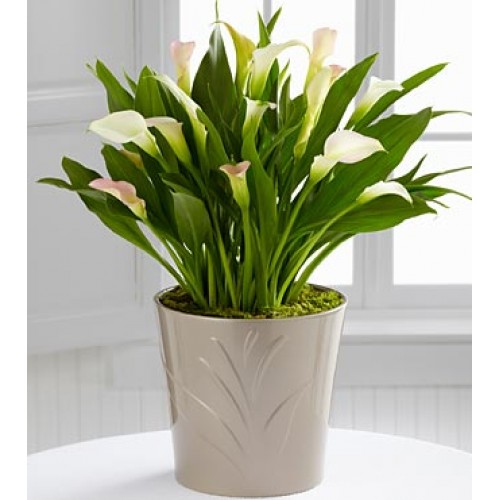 Calla Lily - Canadian Grower