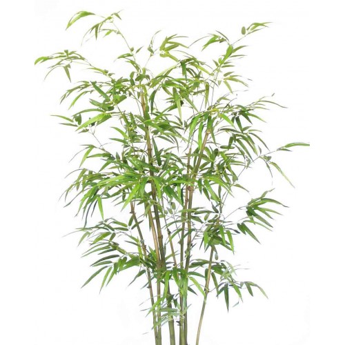 6' Bamboo Tree - Silk
