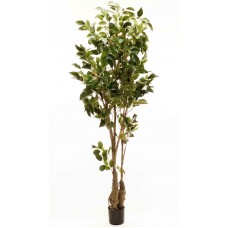 5' Classic Ficus Tree - Silk