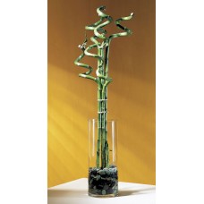 Curly Lucky Bamboo in Clear Vase