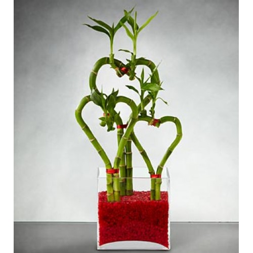 3 Heart shaped Bamboo in a Vase