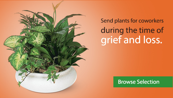 Send plants for coworkers during the time of grief and loss.