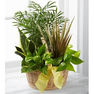Sympathy plants to all funeral homes