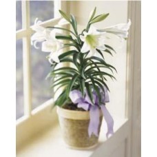 Easter Lily Lilium