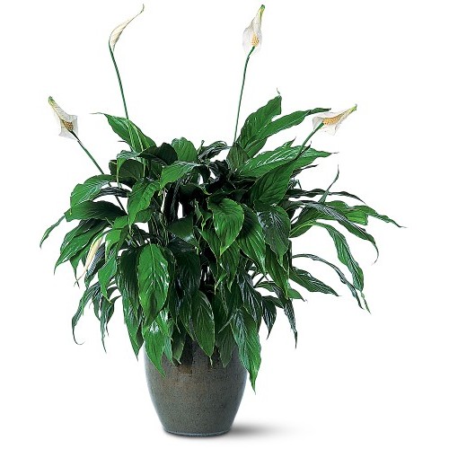 Spathiphyllum Peace Lily         