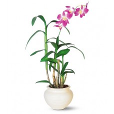 Dendrobium by Local Florist