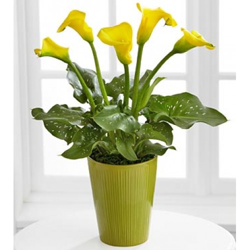 Calla Lily by Flower Shop
