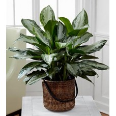 Exotic Chinese Evergreen
