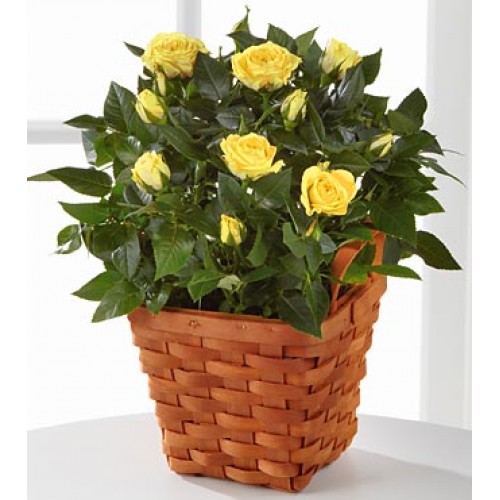 Yellowish Mini Roses by Local Florist