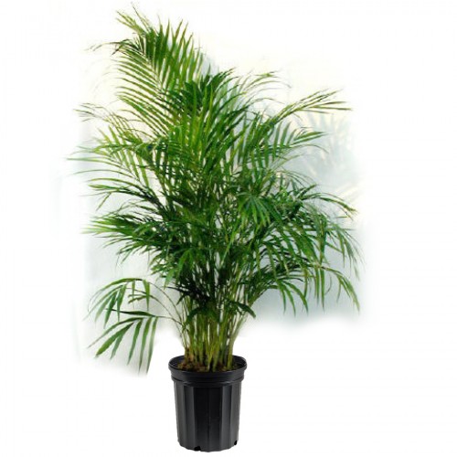 Majesty Palms - New Business Gift Ideas