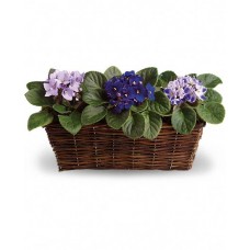 Sweet Violet Trio - Office Plant