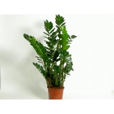 Zamioculcas Plant 