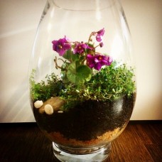 Violet African in a vase