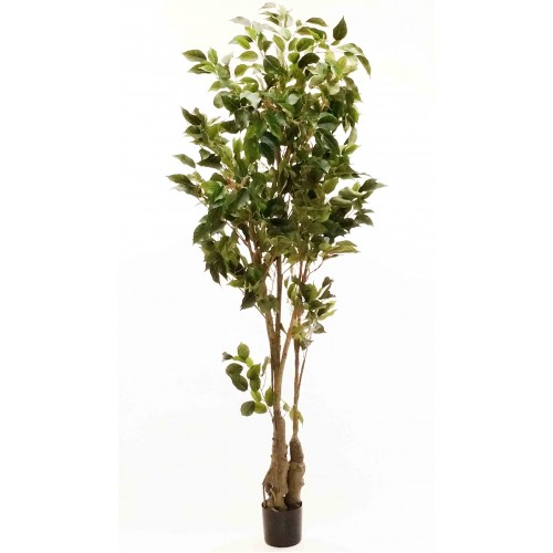 6' Classic Ficus Tree - Silk