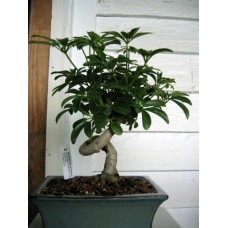 Bonsai Plants - Schefflera 