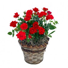 Romantic Red Mini Roses