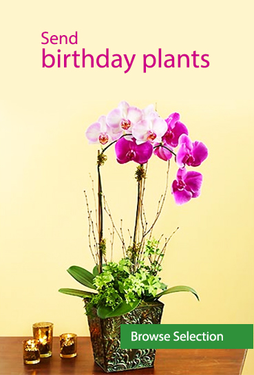 Send birthday plants